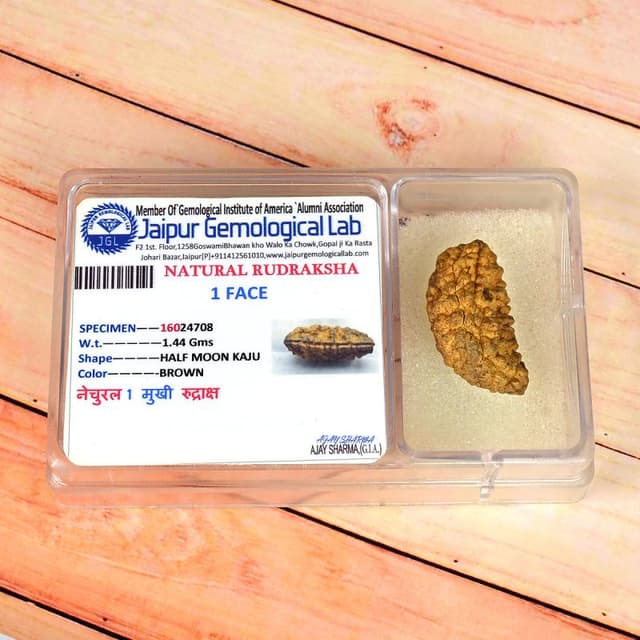 1 Mukhi Nepali Rudraksha - Ek Mukhi thumbnail 4