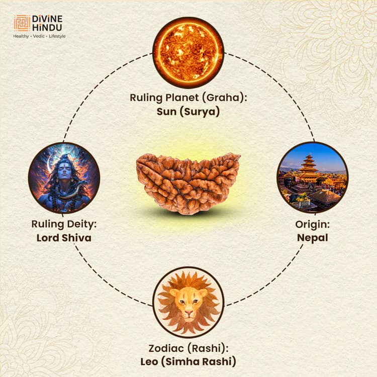 1 Mukhi Nepali Rudraksha - Ek Mukhi 3