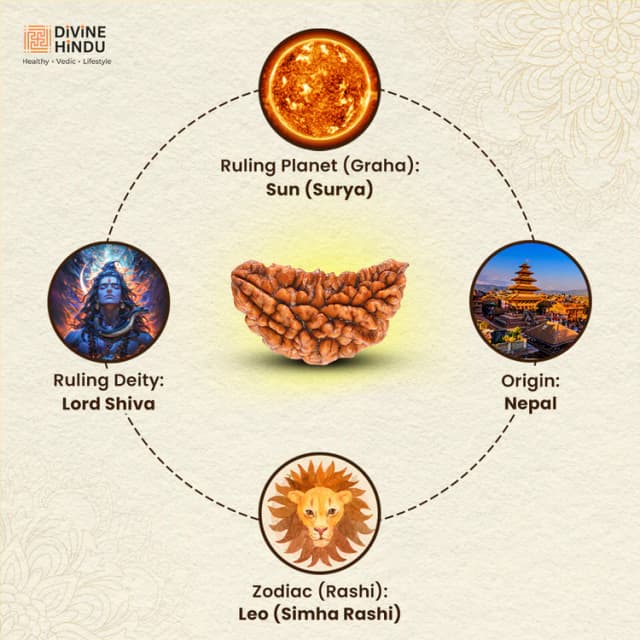 1 Mukhi Nepali Rudraksha - Ek Mukhi thumbnail 3