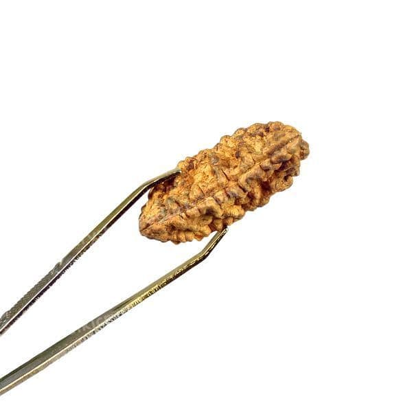 1 Mukhi Nepali Rudraksha - Ek Mukhi 1