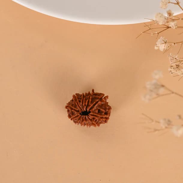 11 Mukhi Nepali Rudraksha - Gyarah Mukhi 3