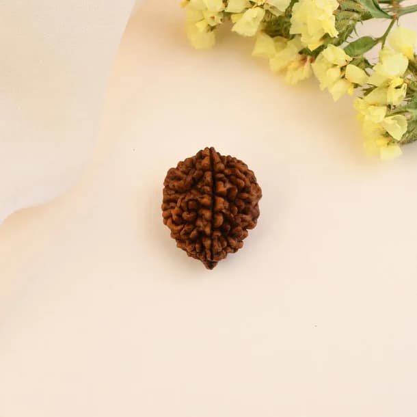 2 Mukhi Nepali Rudraksha - Do Mukhi 2