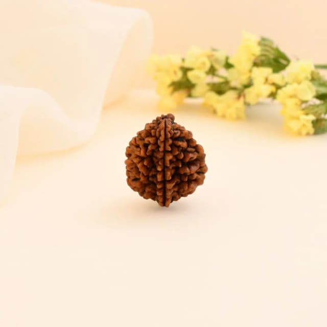 2 Mukhi Nepali Rudraksha - Do Mukhi thumbnail 3