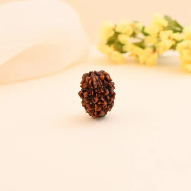 3 Mukhi Nepali Rudraksha - Teen Mukhi 2