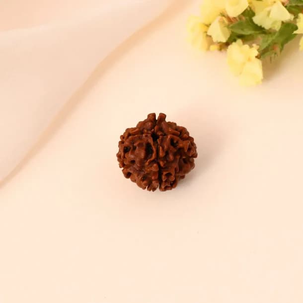 4 Mukhi Nepali Rudraksha - Chaar Mukhi 2