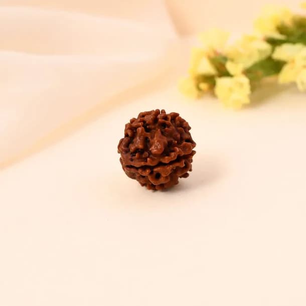4 Mukhi Nepali Rudraksha - Chaar Mukhi 3