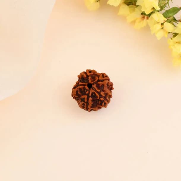 5 Mukhi Nepali Rudraksha - Paanch Mukhi 2