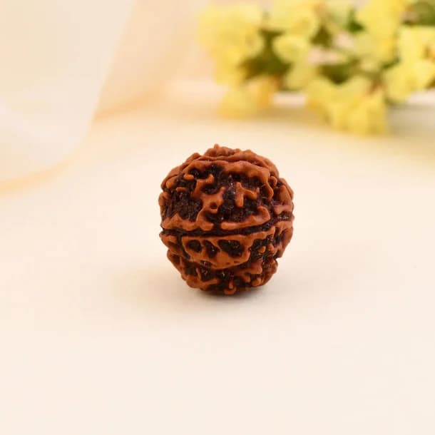 5 Mukhi Nepali Rudraksha - Paanch Mukhi thumbnail 3