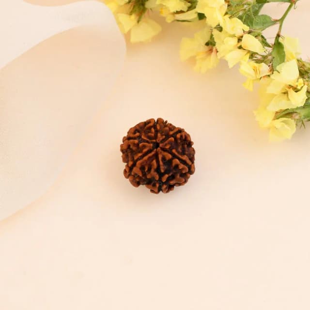 6 Mukhi Nepali Rudraksha - Chhah Mukhi thumbnail 3