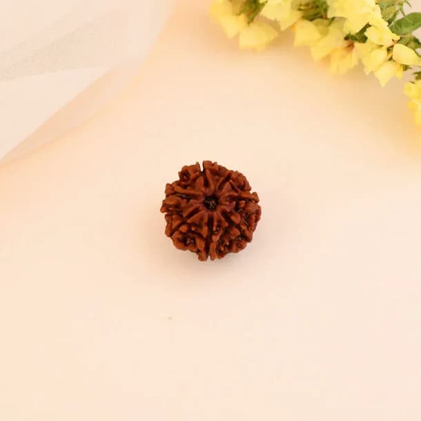 7 Mukhi Nepali Rudraksha - Saat Mukhi 2