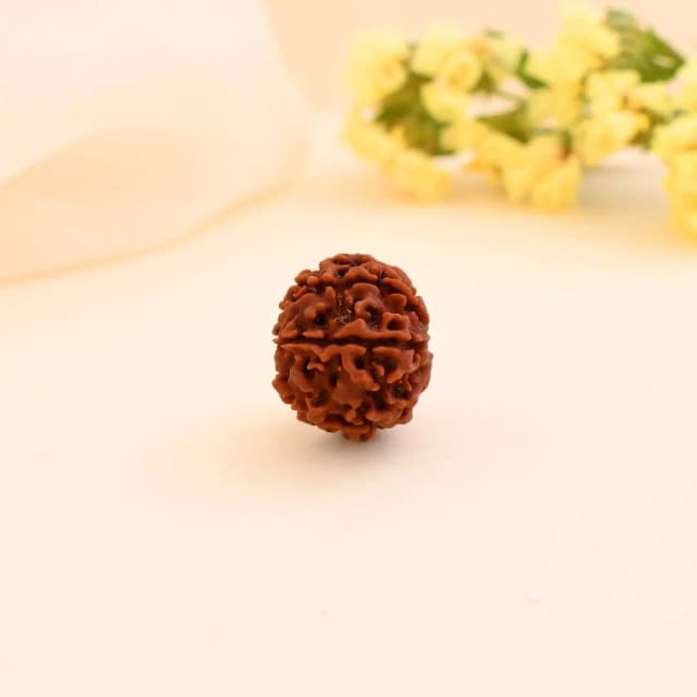 7 Mukhi Nepali Rudraksha - Saat Mukhi thumbnail 3