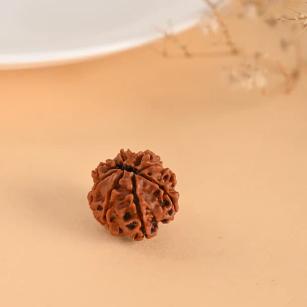 8 Mukhi Nepali Rudraksha - Aath Mukhi thumbnail 2