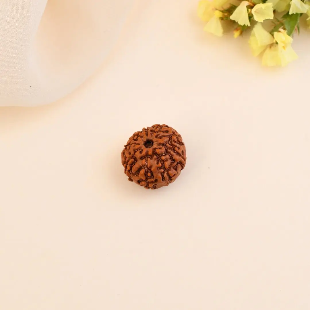 9 Mukhi Nepali Rudraksha - Nau Mukhi 2