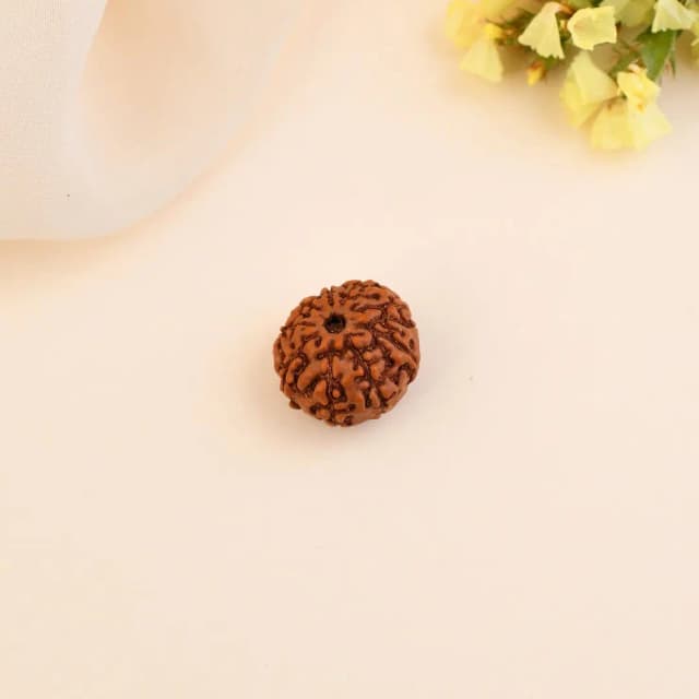 9 Mukhi Nepali Rudraksha - Nau Mukhi thumbnail 2