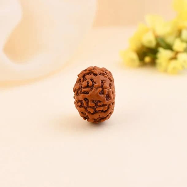 9 Mukhi Nepali Rudraksha - Nau Mukhi thumbnail 3