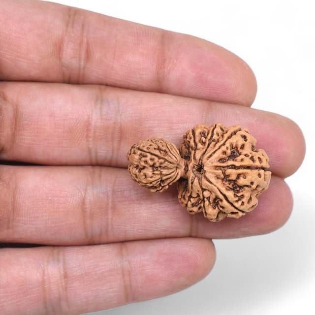 Garv Gauri Rudraksha