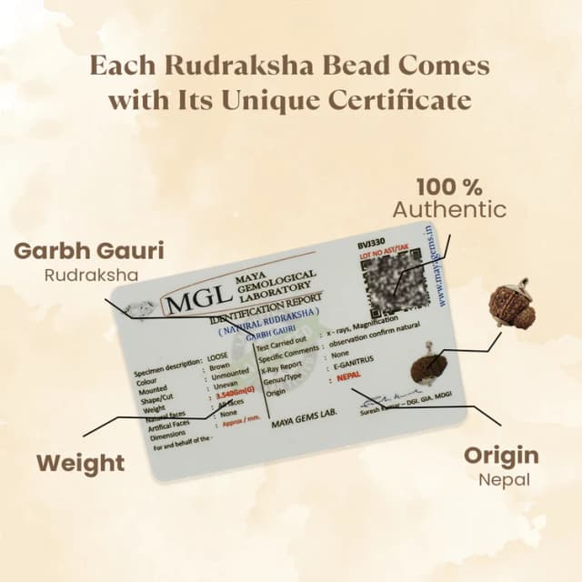 Garv Gauri Rudraksha thumbnail 3