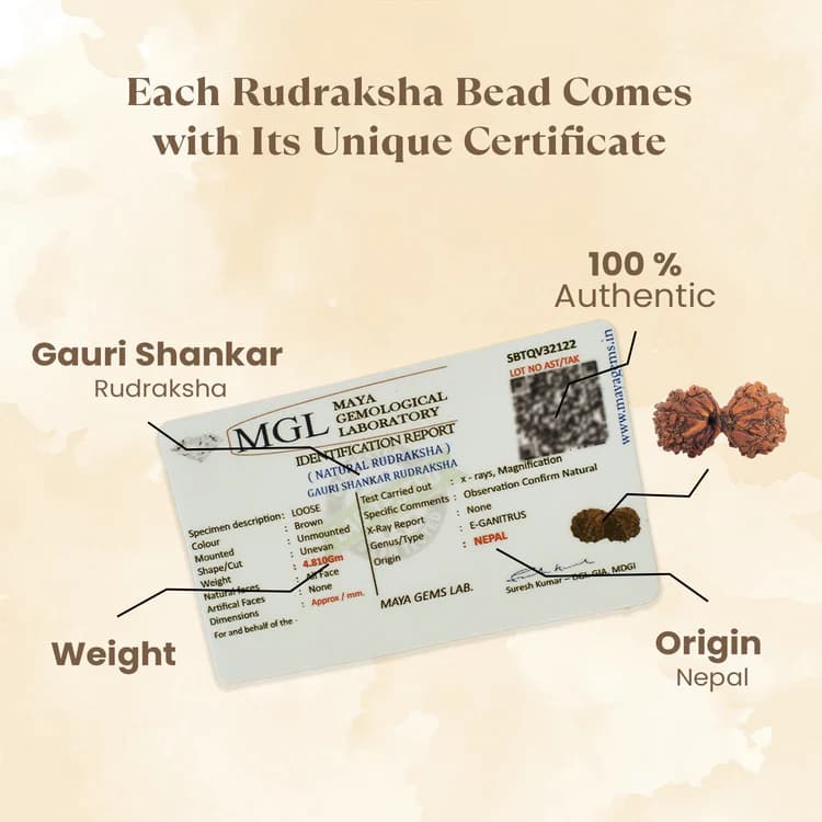 Gauri Shankar Rudraksha 2